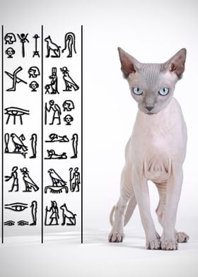 Canadian sphynx cat 