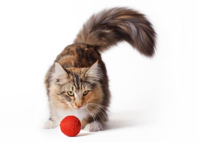 Norwegian Forest Cat