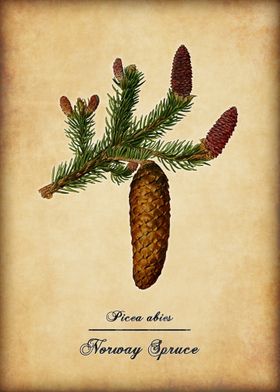 Northern Spruce