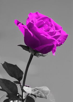 Love Rose magenta ck 8665