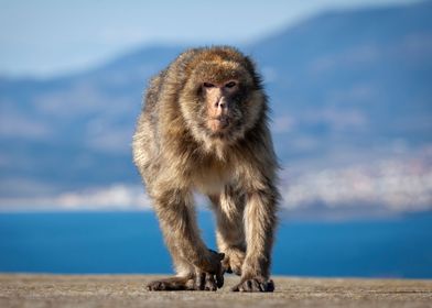 Barbary ape in Gibraltar