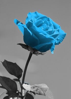 Lovel Rose blue ck 8665