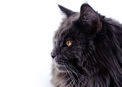 Black  Maine Coon cat 