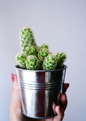 Succulents and cactii 3