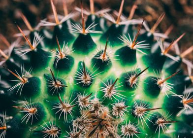 Succulents and cactii 7