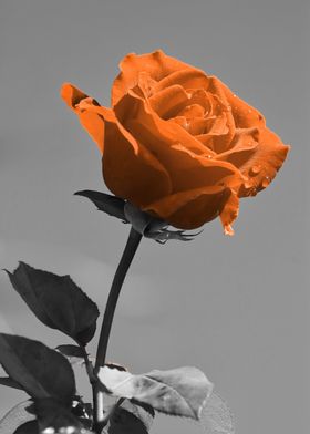 Love Rose orange ck 8665