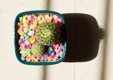 Succulents and cactii 5