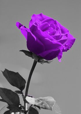 Love Rose purple ck 8665
