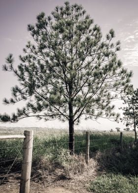 farm fence and tree