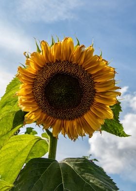 Sunflower looking down