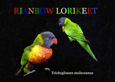 Rainbow lorikeet 