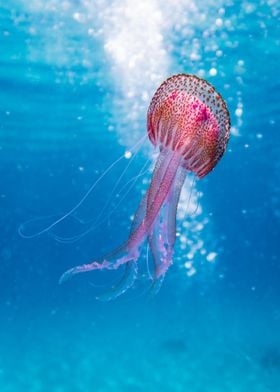 jellyfish pink