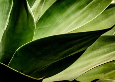 Kalanchoe foliage