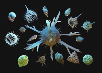 Radiolaria + Foraminifera