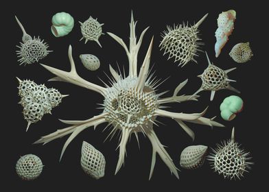 Radiolaria + Foraminifera