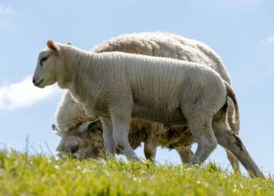 sheep with lamb