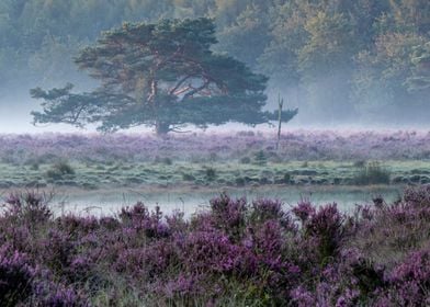 Heath and morning fog