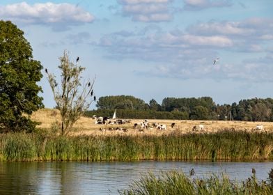 Cows and Clouds