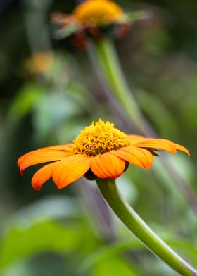  Yellow Coneflower