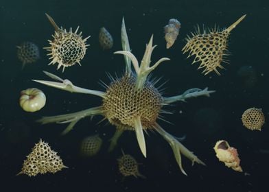 Radiolaria + Foraminifera