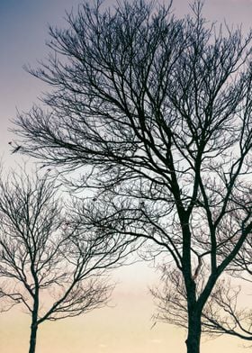 old trees at sunset