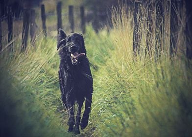 Labradors Pet Love