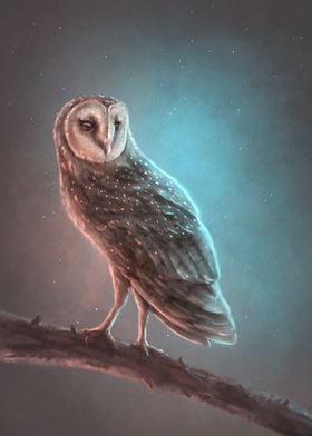 Barn Owl