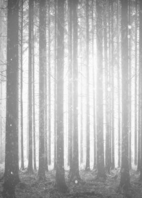 Fading Forest