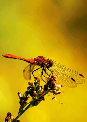 Dragonfly no 4