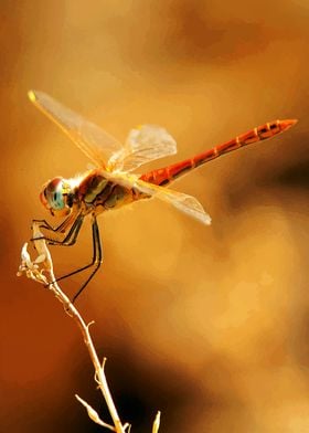 Dragonfly no 1