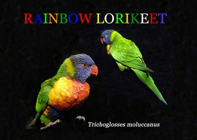 Rainbow lorikeet work A