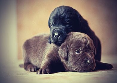 Labradors Pet Love