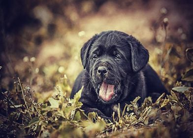 Labradors Pet Love