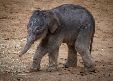 Baby Elephant