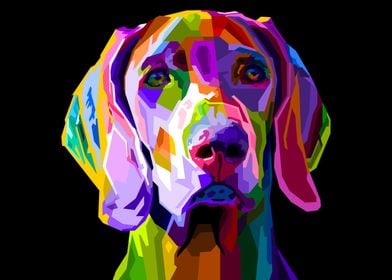 colorful weimaraner dog