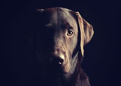 Labradors Pet