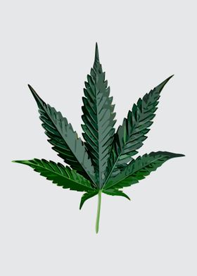 The Cannabis Sativa