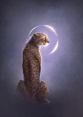 Cheetah