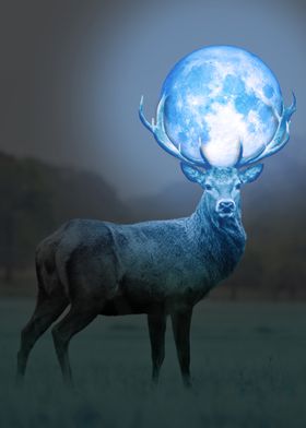 Deer 