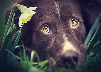 Labradors Pet Love