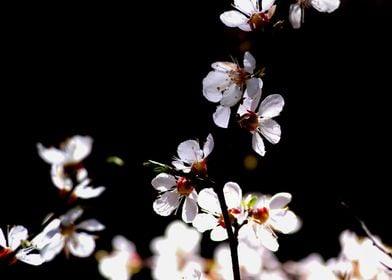 Stunning Japanese Apricot