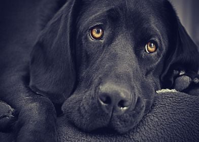 Labradors Pet Love