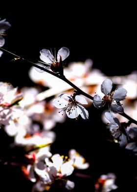 Japanese Apricot Blossoms