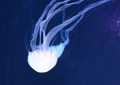 Jellyfish