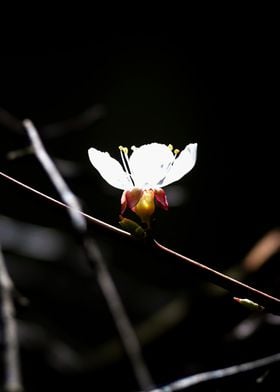 Japanese Apricot Flower