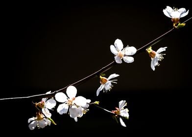 Branch Of Apricot Blossoms