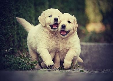 Labradors Pet Love