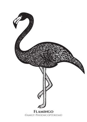 Flamingo with Latin Name