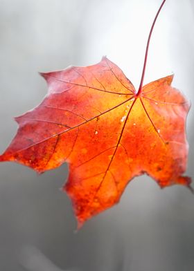 Red Maple Leaf On Grey