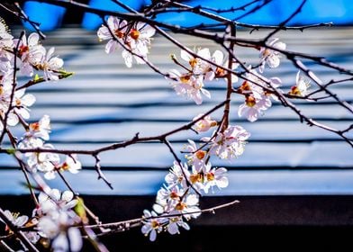 Flowers Of An Apricot Tree